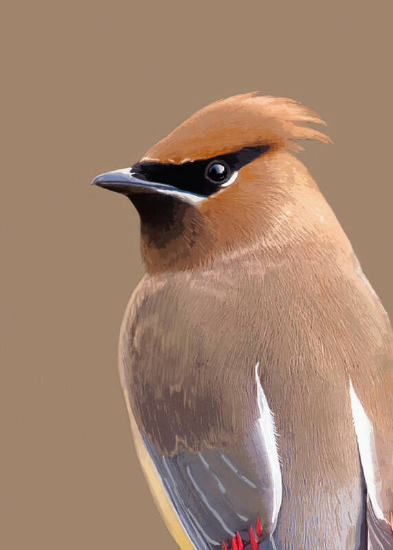 Nature Poster featuring the mixed media Cedar Waxwing by Judy Cuddehe