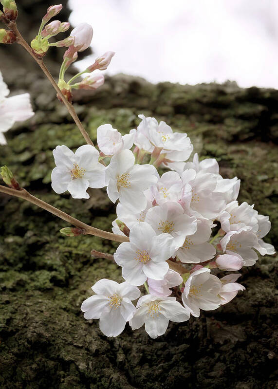 Cherry Blossoms Poster featuring the photograph Cherry Blossoms 5 by Susan Rissi Tregoning