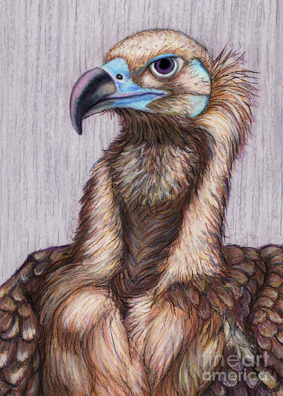 Vulture Poster featuring the painting Cinereous Vulture by Amy E Fraser