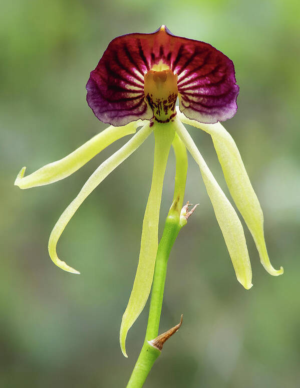 Big Cypress National Preserve Poster featuring the photograph Clamshell Orchid by Rudy Wilms