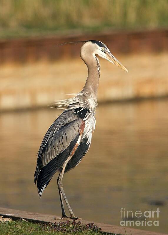 Great Blue Heron Poster featuring the photograph Classic Great Heron Pose by Yvonne M Smith