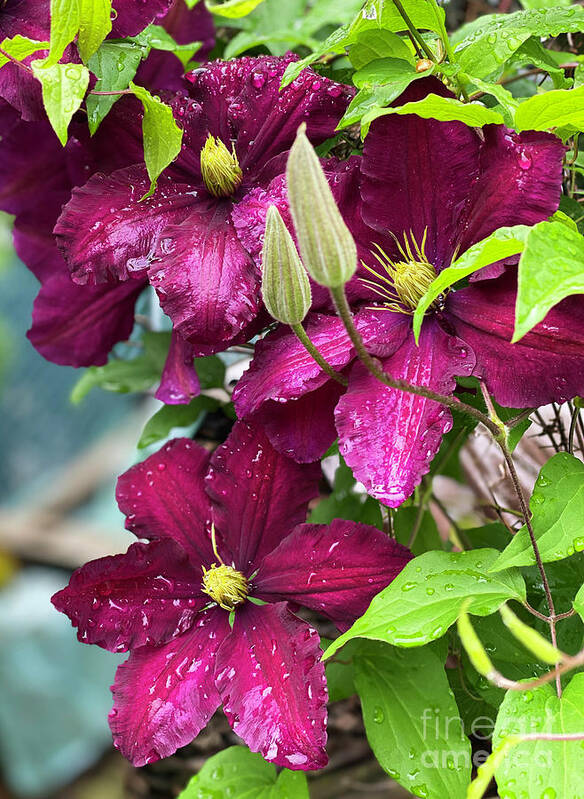 Clematis Poster featuring the photograph Clematis in the Rain by Jeanette French