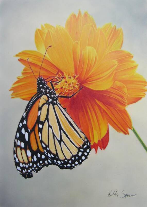 Monarch Poster featuring the drawing Climb Every Flower by Kelly Speros