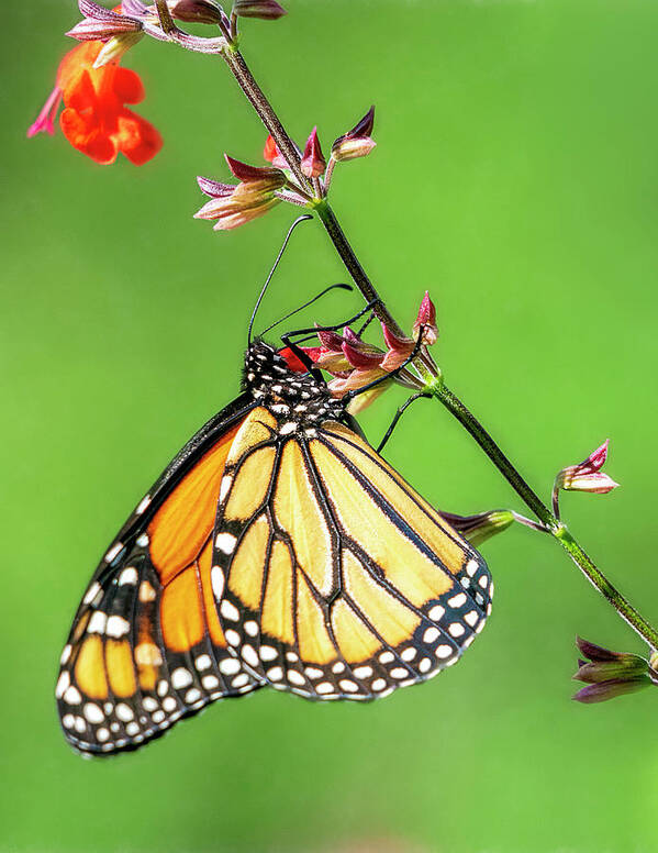 Butterfly Poster featuring the photograph Climbing Up the Stalk by Betty Eich