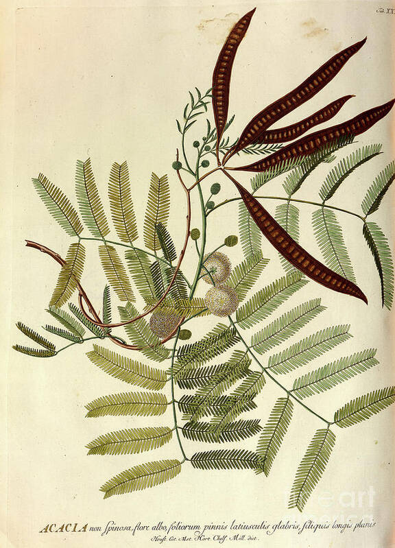 Acaciam Tree Poster featuring the photograph Coloured Copperplate engraving o37 by Botany