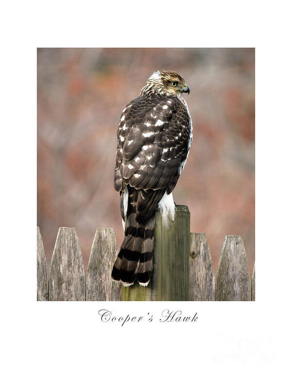 Bird Poster featuring the photograph Cooper's Hawk by Dianne Morgado