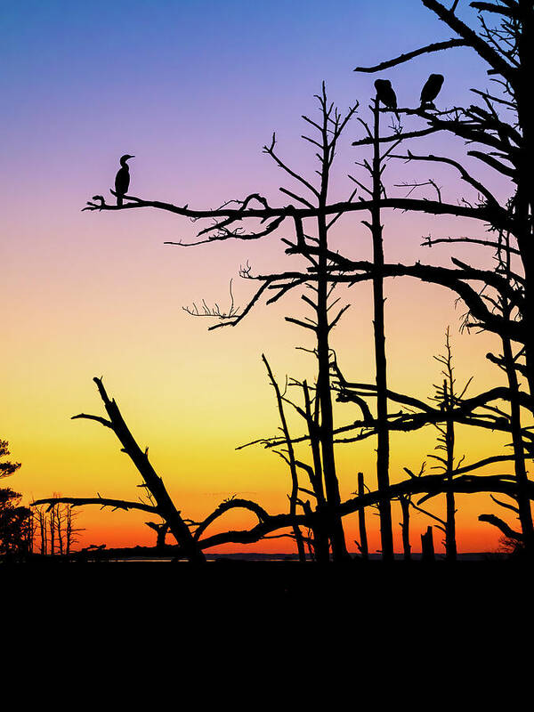 Chincoteague Poster featuring the photograph Cormorant Sunset by Rachel Morrison