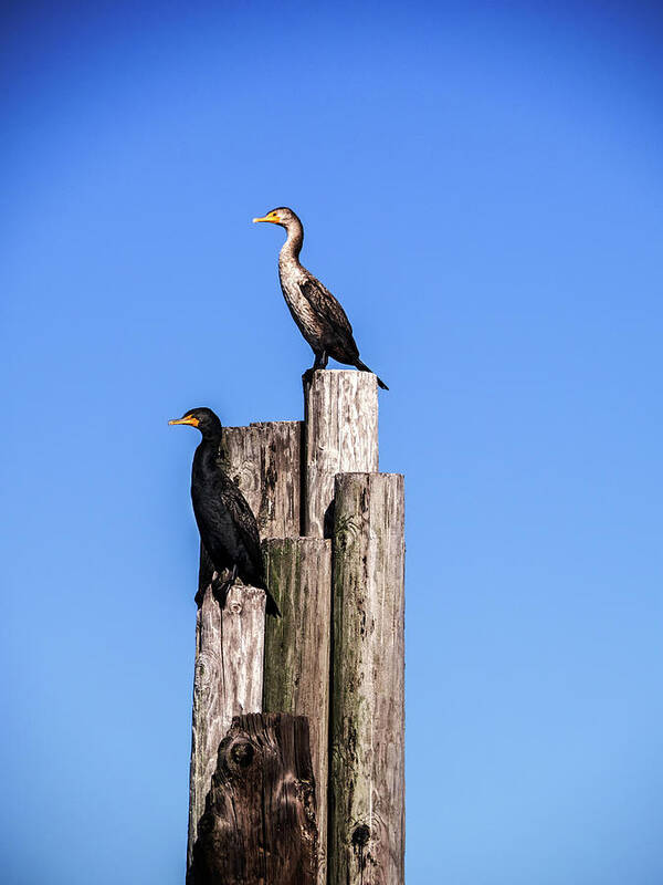 Alabama Poster featuring the photograph Cormorants on a Piling at Pier by James C Richardson