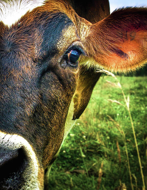 Cows Poster featuring the photograph Cow eating grass by Bob Orsillo