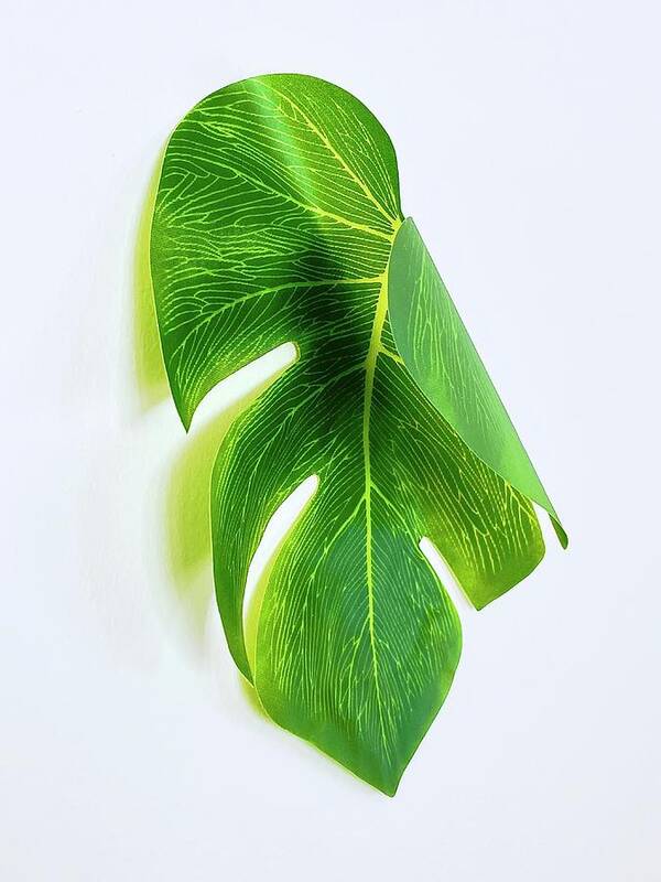 Palm Leaf Poster featuring the photograph Curled Paper Palm by Alida M Haslett