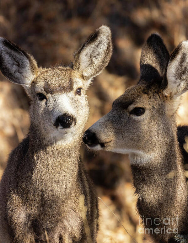 Deer Poster featuring the photograph Cute Pair of Mule Deer by Steven Krull