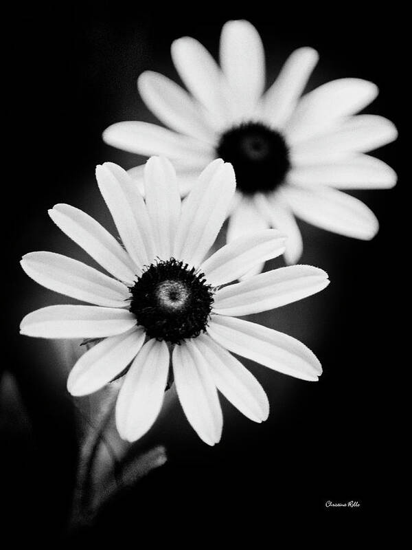 Daisies Poster featuring the photograph Daisies Black And White Flowers by Christina Rollo