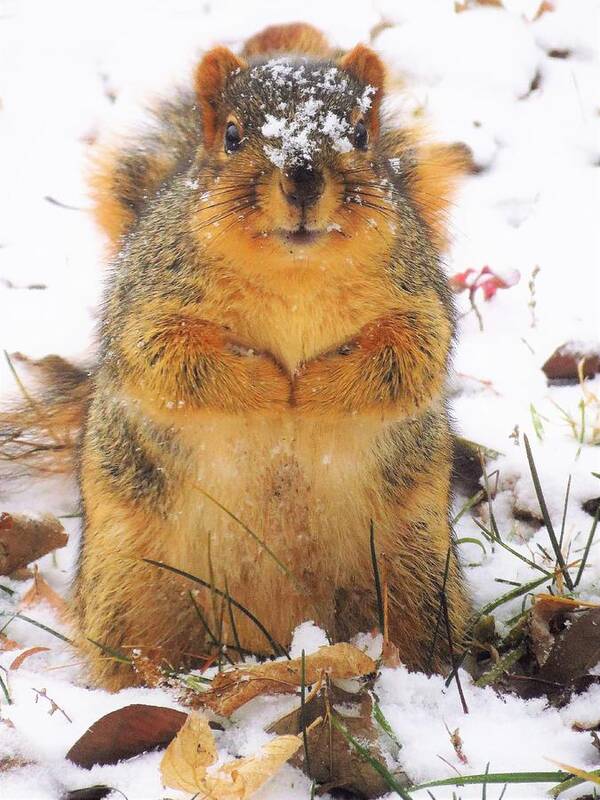 Squirrels Poster featuring the photograph December Squirrel by Lori Frisch