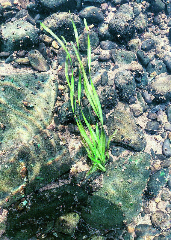 Water Poster featuring the photograph Delaware River Underwater Landscape Seaweed by Amelia Pearn