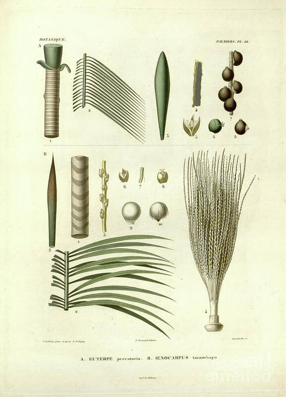 Details Poster featuring the photograph details of Palm tree parts u5 by Botany