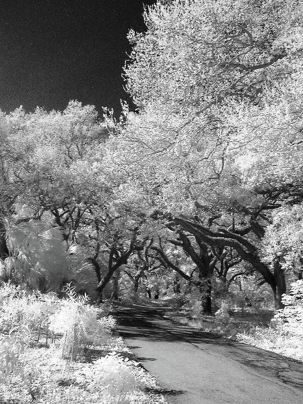 Trees Poster featuring the photograph Down The Lane by Gail Falcon