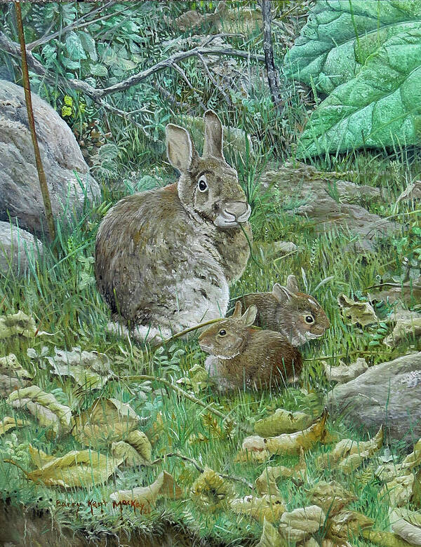 Eastern Cottontail Poster featuring the painting Eastern Cottontails by Barry Kent MacKay