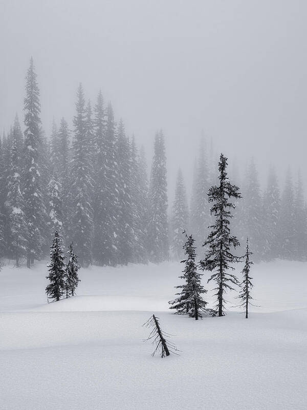 Black And White Photography Poster featuring the photograph Evergreens Snow and Fog by Allan Van Gasbeck