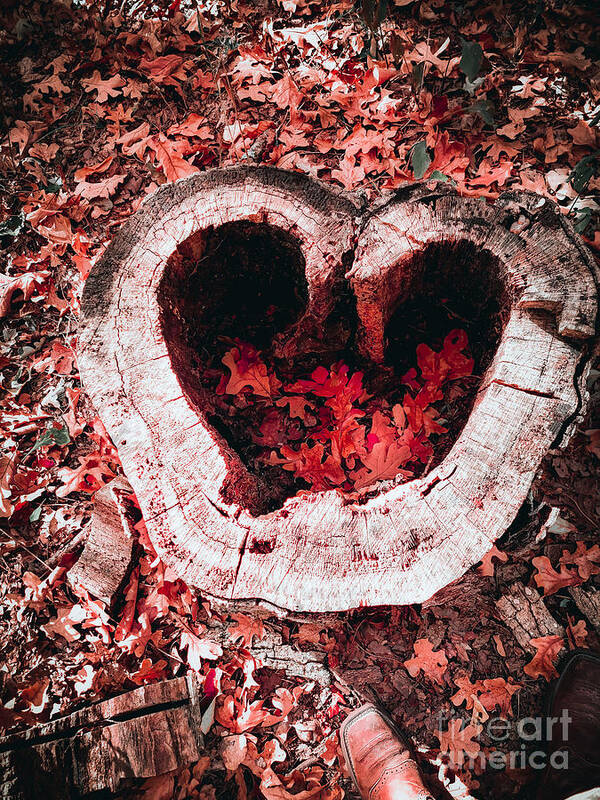 Heart Poster featuring the photograph Fall In Love by Peggy Franz