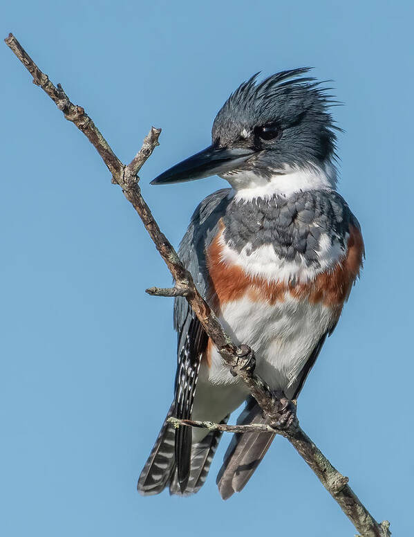 Kingfisher Poster featuring the photograph Female Belted Kingfisher by Bradford Martin