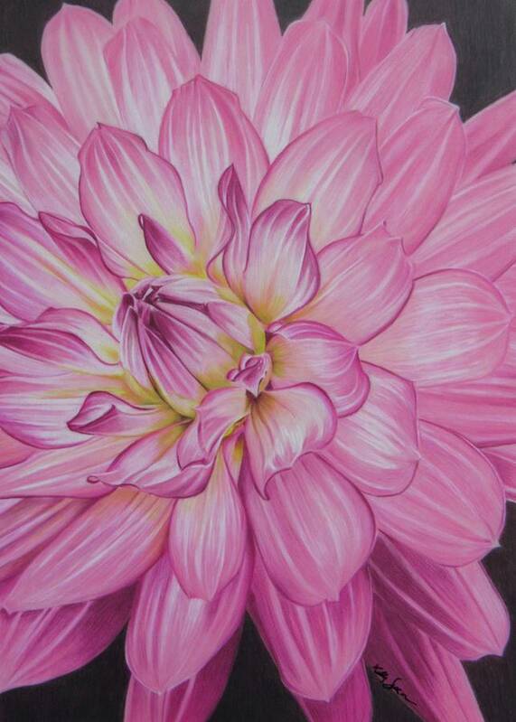 Dahlia Poster featuring the drawing Floral Burst by Kelly Speros