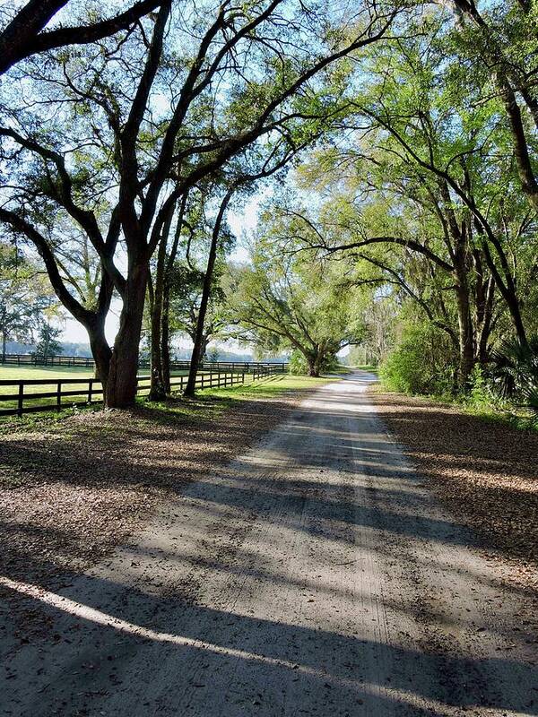 Florida Country Road Poster featuring the photograph Florida Country Road by Warren Thompson