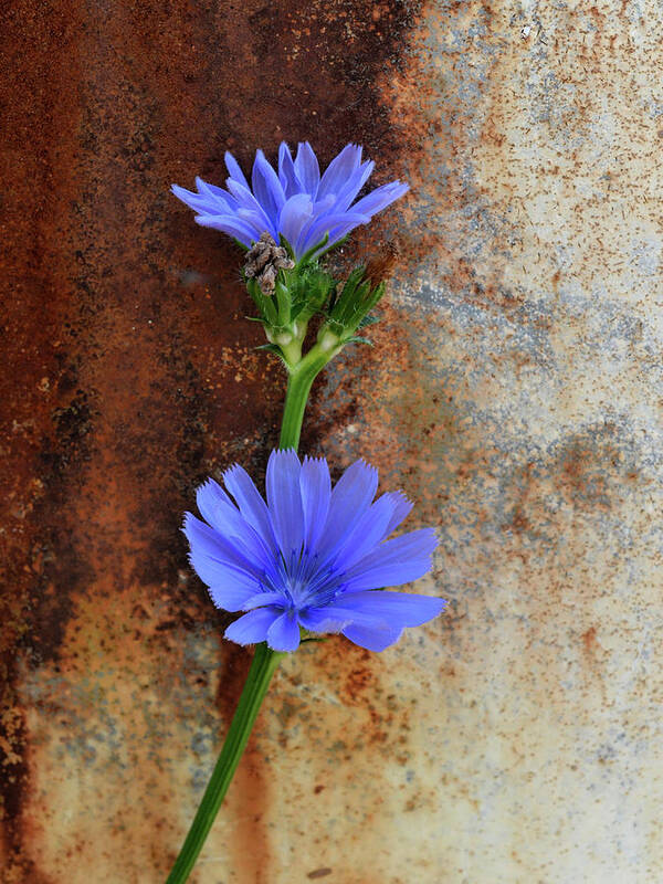 Plant Life Poster featuring the photograph Florescence by Tom Druin