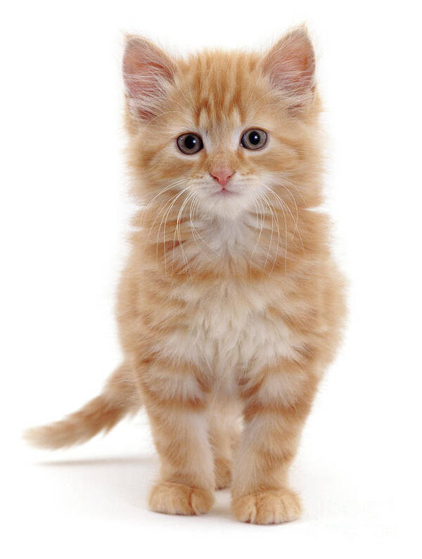 Fluffy Poster featuring the photograph Fluffy ginger kitten standing by Warren Photographic