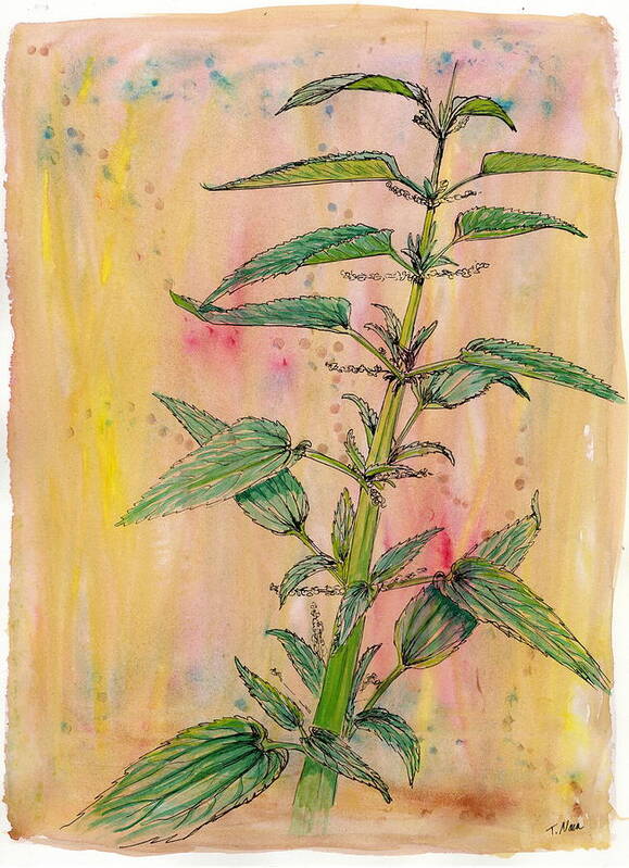Plants Poster featuring the drawing Forage. Stinging Nettle by Tammy Nara