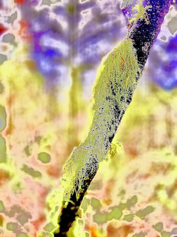 Abstract Poster featuring the photograph Forest Flora Abstraction by Michael Oceanofwisdom Bidwell