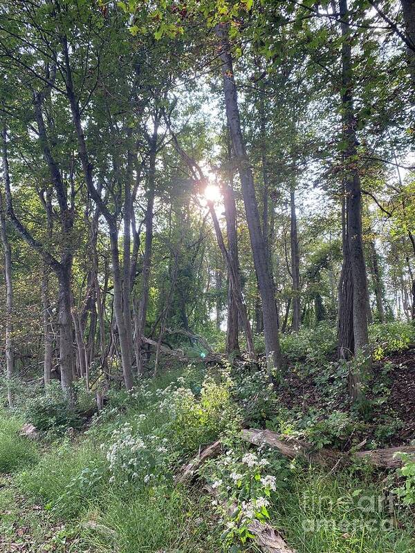 Sun Poster featuring the photograph Forest in soft light by LeLa Becker