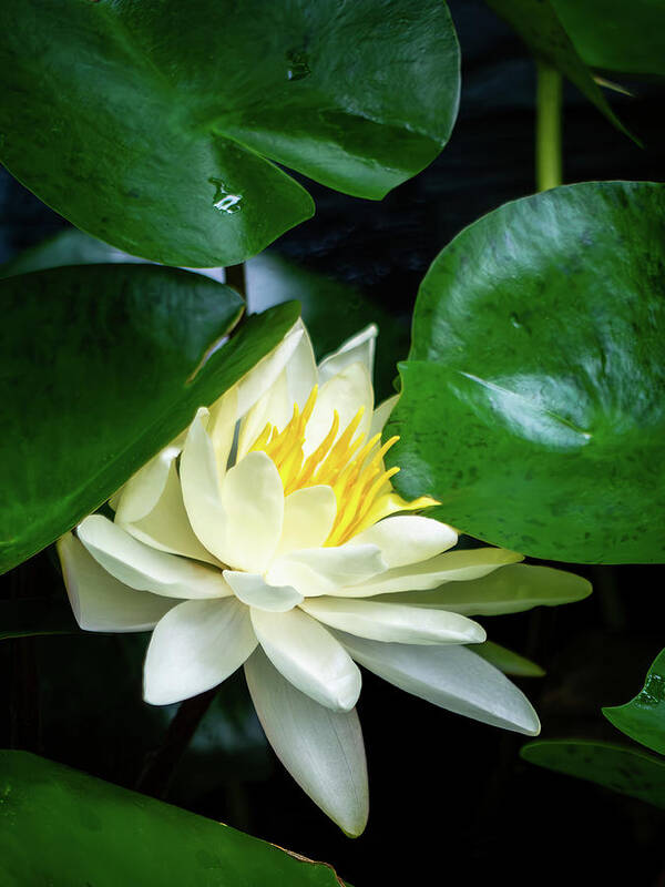 American White Water-lily Poster featuring the photograph Garden Water Lily by Rachel Morrison