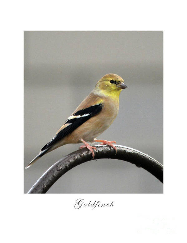 Bird Poster featuring the photograph Goldfinch by Dianne Morgado