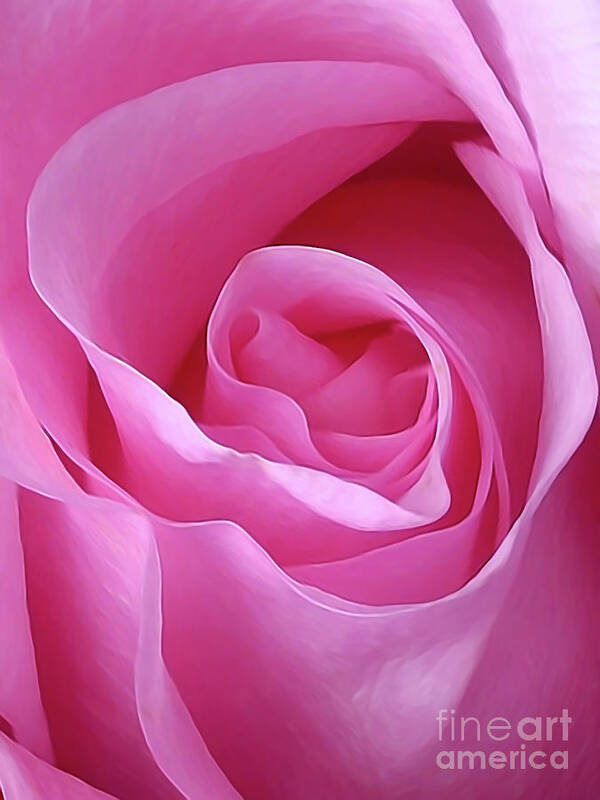 Rose Poster featuring the photograph Gorgeous Pink by Amy Dundon