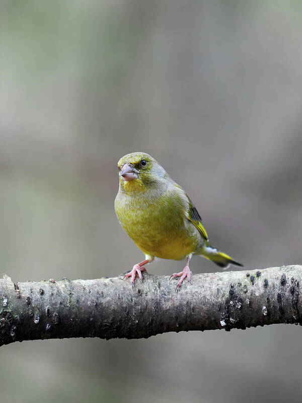 Carduelis Chloris Poster featuring the photograph Green on a gray day. European greenfinch by Jouko Lehto