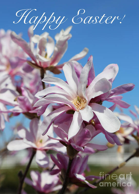 Easter Poster featuring the photograph Happy Easter Pink Magnolias by Carol Groenen