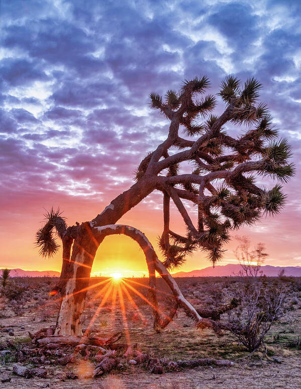 Sunrise Poster featuring the photograph High Desert Charm by Daniel Hayes