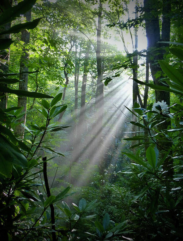Sunlight Shafts Through Woods Poster featuring the photograph Highway to Heaven by Lynn Hunt