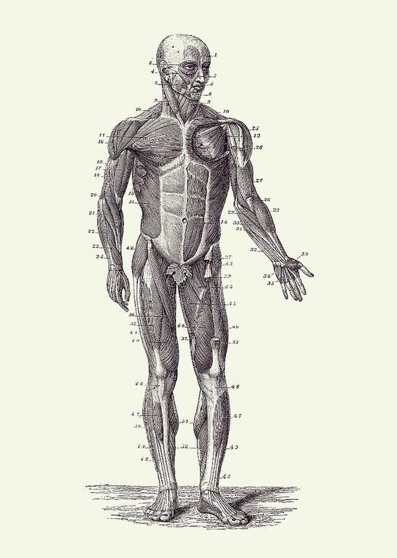 Skeleton Poster featuring the drawing Human Muscle System - Vintage Anatomy 2 by Vintage Anatomy Prints