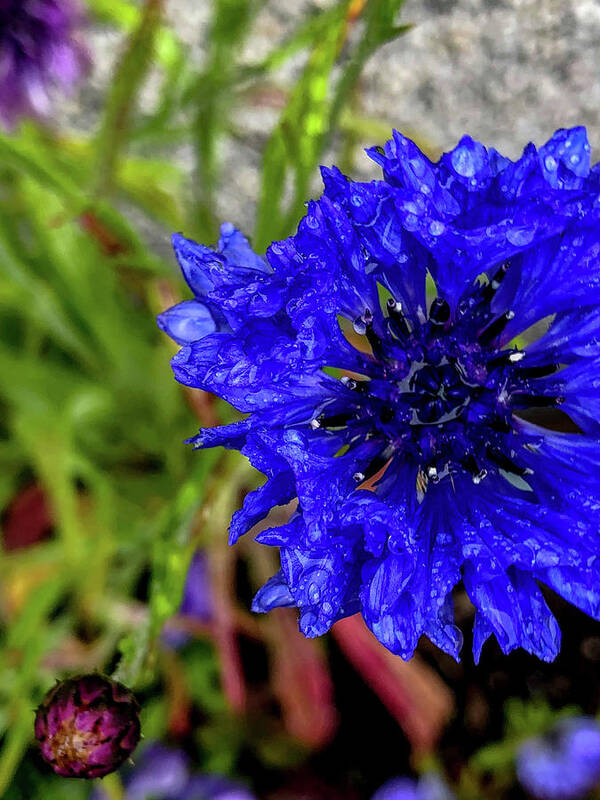 Copyright Elixir Images Poster featuring the photograph Icelandic Blue Flower by Santa Fe