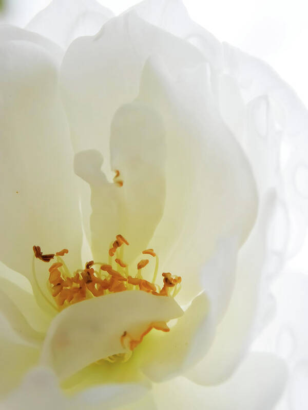 Flower Poster featuring the photograph Icy by Gena Herro