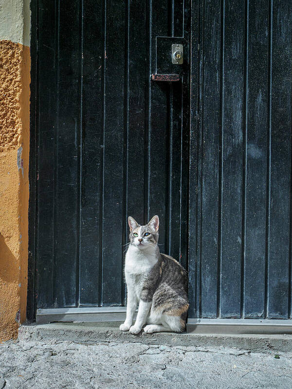 Animal Poster featuring the photograph In or Out - A Feline Dilemma by Mary Lee Dereske