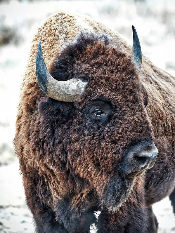  Bison Poster featuring the photograph In the Presence of Bison #2 by OLena Art by Lena Owens - Vibrant DESIGN