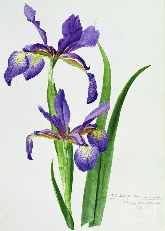 Flower Poster featuring the painting Iris monspur by Anonymous