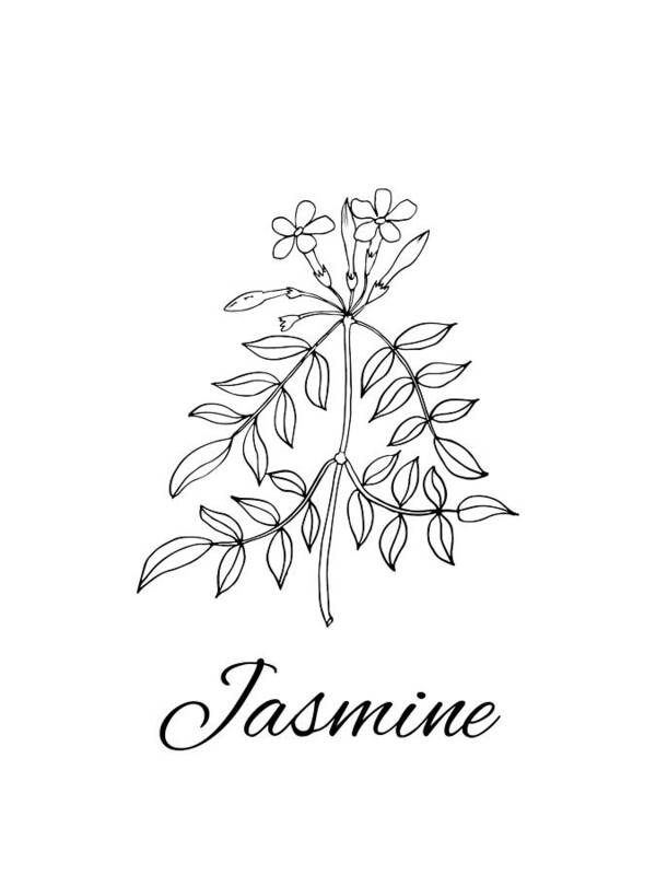 Jasmine Flower Image coloring page - Download, Print or Color Online for  Free