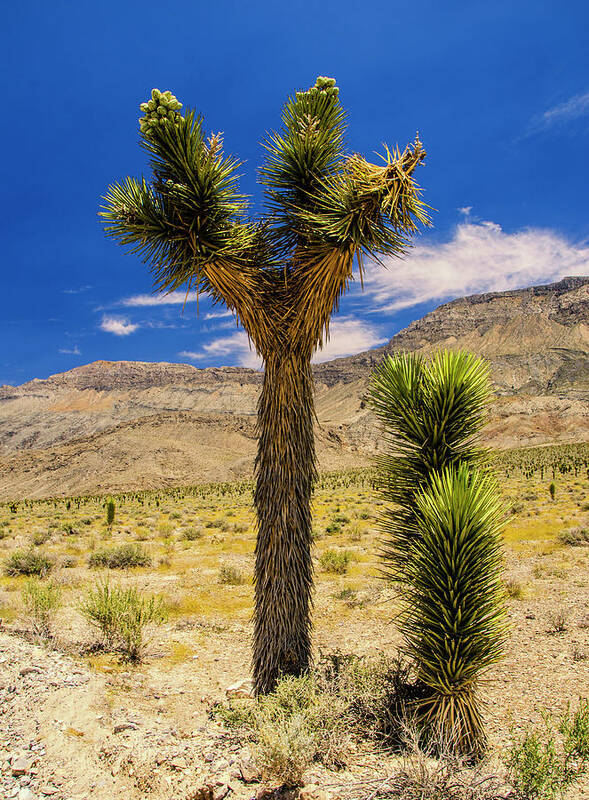 Death Valley Poster featuring the photograph Joshua Tree on a Sunny day by Karen Cox