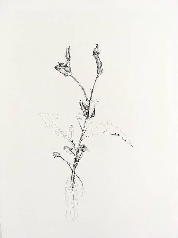 Kangaroo Paw Poster featuring the drawing Kangaroo Paw Hybrid by Franci Hepburn