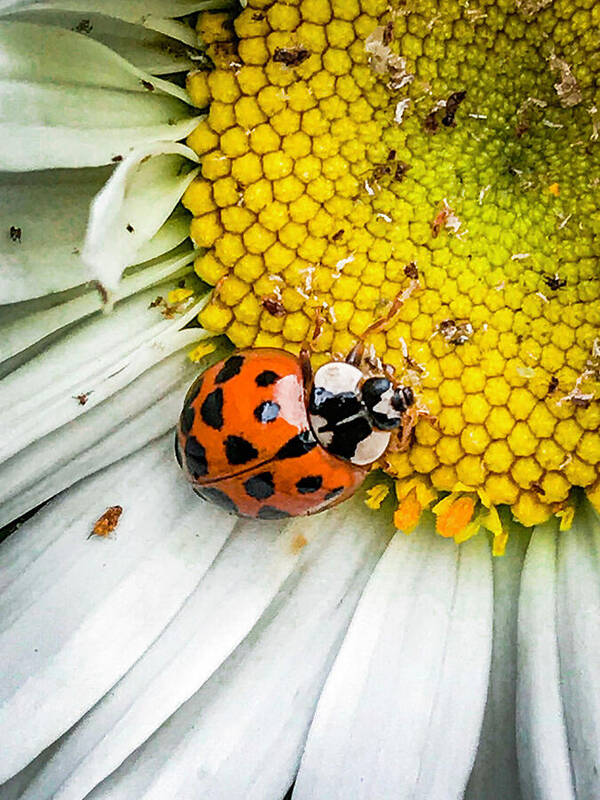 Coccinellidae Poster featuring the photograph Ladybug Ladybird Beetle by Joyce Wasser