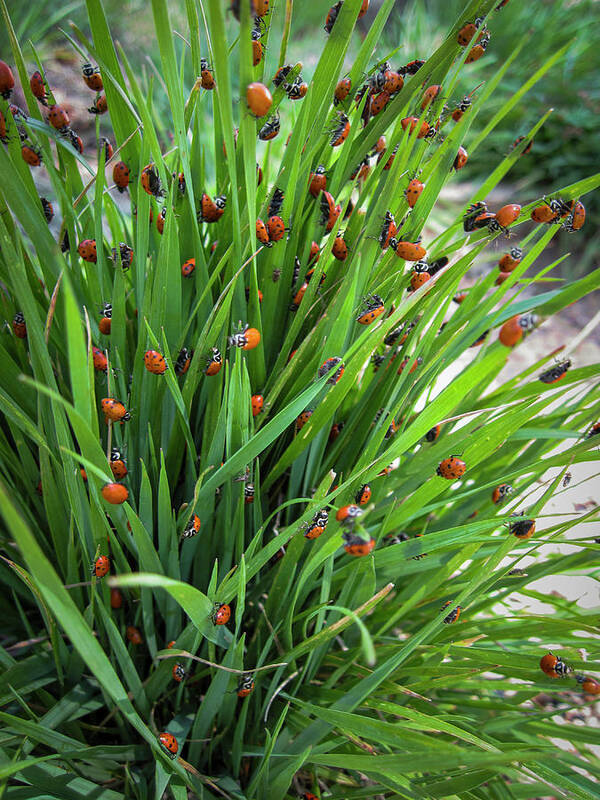 Ladybug Poster featuring the photograph Ladybug Ladybug by Mary Lee Dereske