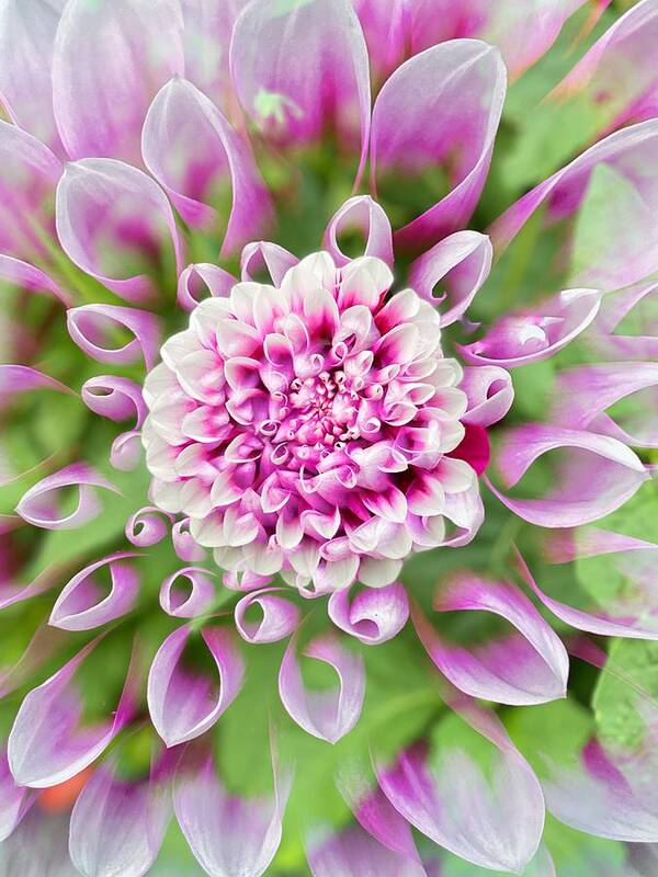 Dahlia Poster featuring the photograph Lavender and White Dahlia by Jerry Abbott